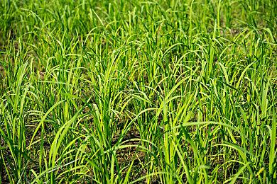 《塞尔达传说：王国之泪》最终预告明日发布 时长约3分钟